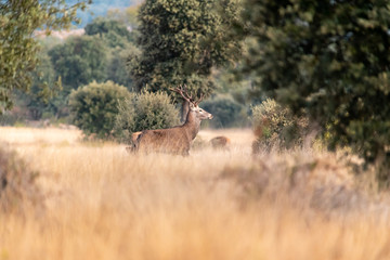 Deer walking through field in Tábara, Sierra de la Culebra, Zamora, Castilla y León, Spain.