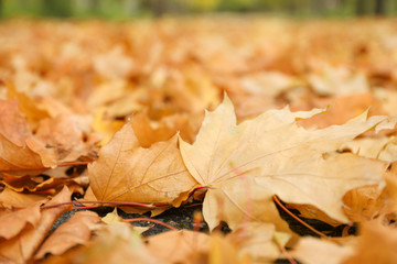 Naklejka na ściany i meble Fallen autumn leaves on whole background, space for text