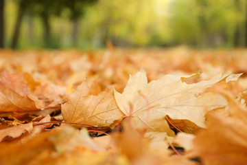 Naklejka na ściany i meble Fallen autumn leaves against park, space for text