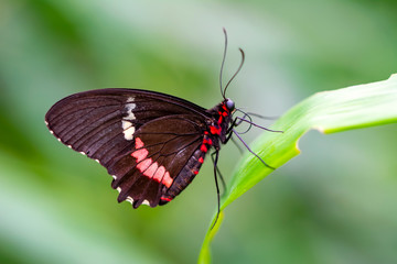 Fototapeta na wymiar Closeup Common Mormon, Papilio polytes, beautiful butterfly in a summer garden