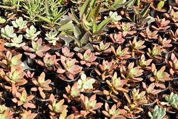 Succulent plants at a nursery. 