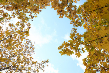 Trees with yellowed leaves against blue sky. Autumn landscape