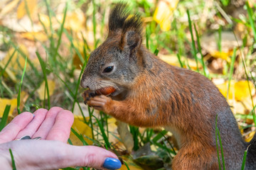 Girl feeds a squirrel with nuts in an autumn park.