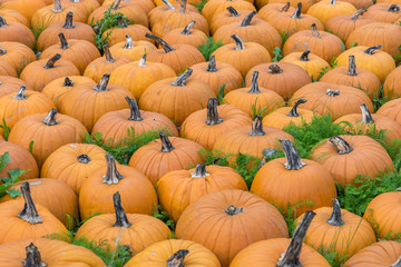 Wiese voller Kürbisse als Dekoration zu Halloween