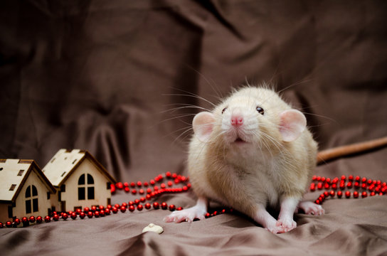 White domestic cute rat dambo sits on a brown background with New Year house decorations, symbol of the year 2020