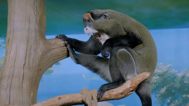 Funny De Brazzas monkey sitting in the tree and yawning. Exotic animal, primate and wildlife concept