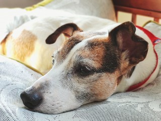 dog in front of window