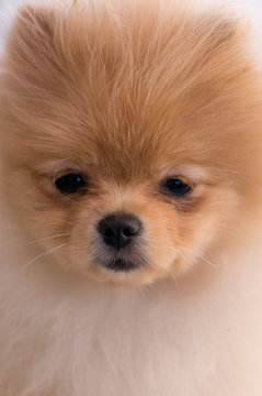 pomeranian dog face portrait