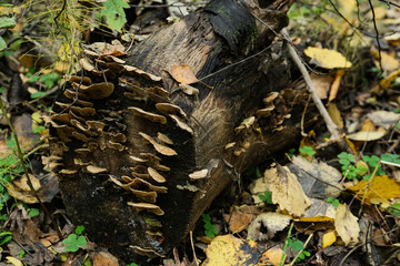 uneatable autumn mushrooms are growing on a rotten log