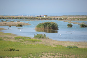 Petite Camargue