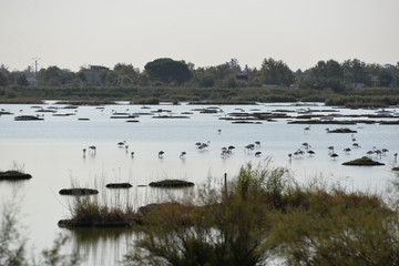 Petite Camargue