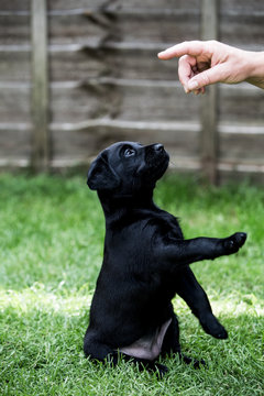 Person giving hand command to Black Labrador puppy sitting on a lawn.