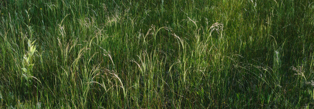 Marshes and lush green grass growth in summer. ,Wild marsh grasses in summer