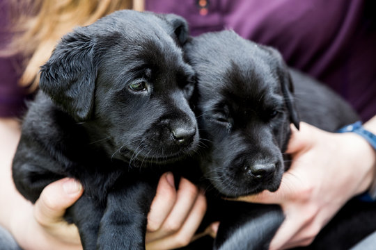 Close up of person holding two Black Labrador puppies.