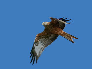 Red kite (Milvus milvus)