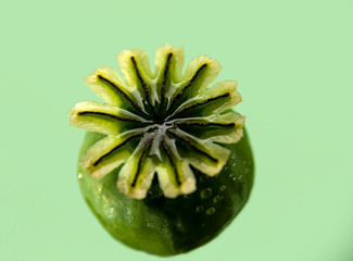 Poppy seed box isolated on a green background. Macro. Copy space for text