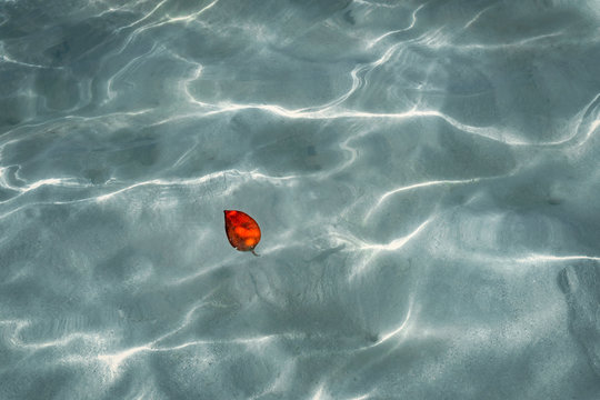 Floating red leaf