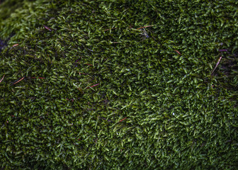 The green moss as texture in good view