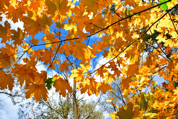 Autumn leaves under a sunny blue sky