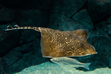 Ray fish in fish tank.