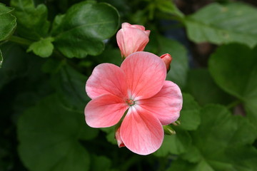 bright pink geranium