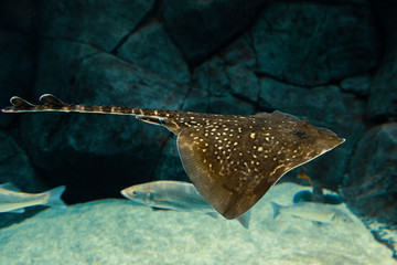 Ray fish in fish tank. © valdisskudre