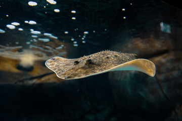 Ray fish in fish tank. © valdisskudre