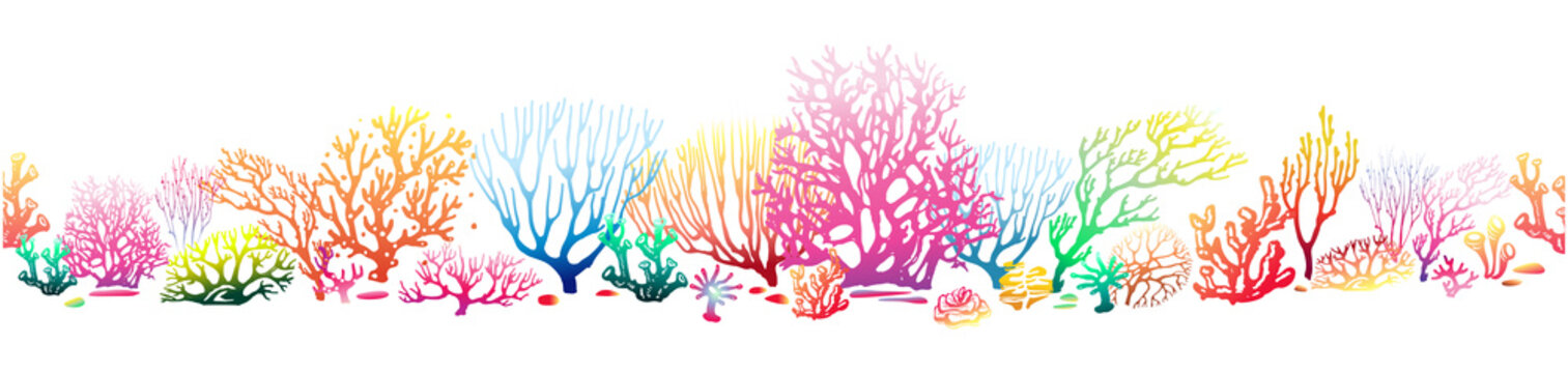 Border pattern with multicolor Corals