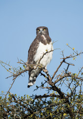 Black-chested snake eagle perched on a tree at Masai Mara grassland, Kenya
