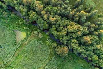 green moss on tree, aerial view.