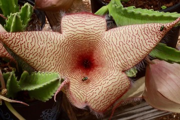 Flies covering a gross hairy flower