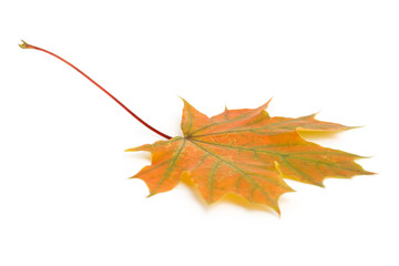 Colorful dry autumn maple leaf