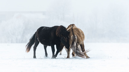 Naklejka na ściany i meble Wild Horses in winter during fog.