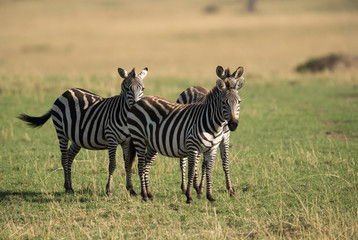 Zebras at Masai Mara grassland, Kenya