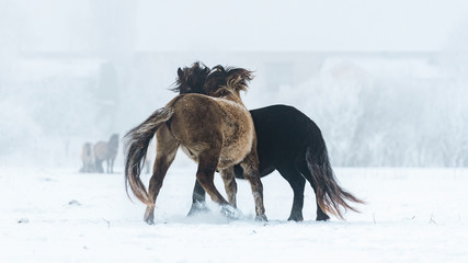 Wild Horses in winter during fog.