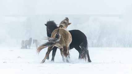 Fototapeta na wymiar Wild Horses in winter during fog.