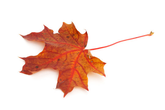 Colorful dry damaged autumn maple leaf