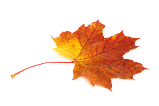 Colorful dry damaged autumn maple leaf