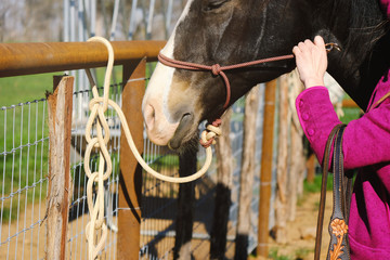 Person putting rope halter on brown horse close up, farm lifestyle image.
