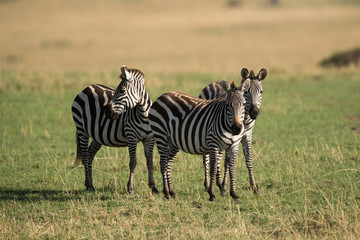 Zebras at Masai Mara grassland, Kenya