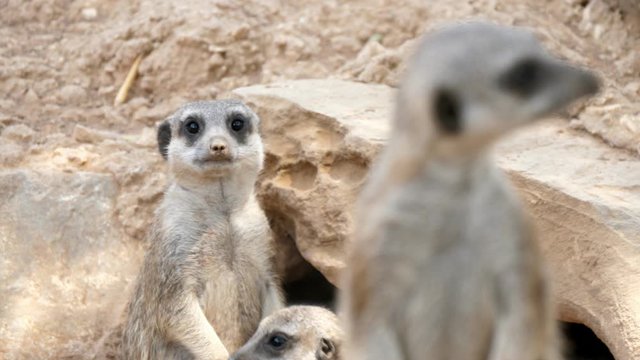 Many meerkats standing at their lodge under a stone on a sunny day in summer