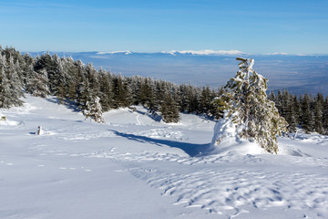 Winter Panorama of Vitosha Mountain, Bulgaria