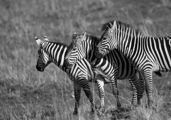 Fototapeta na wymiar Zebras at Masai Mara grassland, Kenya