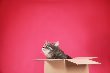Cute grey tabby cat sitting in cardboard box on pink background