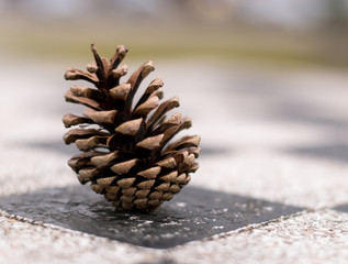 Pine cones on a chess table 