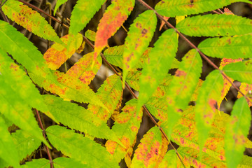 Blätter des Götterbaums im Herbst