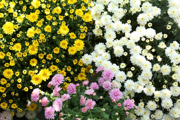 Different blooming chrysanthemum flowers as background, view from above