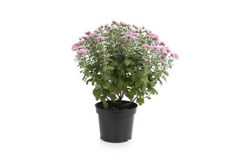 Pot with beautiful colorful chrysanthemum flowers on white background