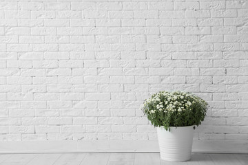 Pot with beautiful chrysanthemum flowers on floor against white brick wall. Space for text