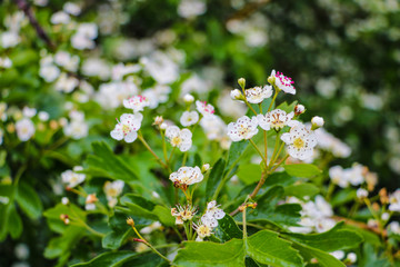 Young green flowering bushes in the garden, selective focus.